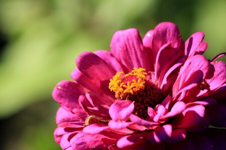 Plant garden summer photo