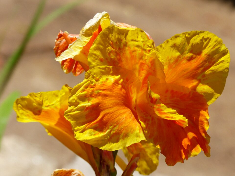 Yellow orange garden