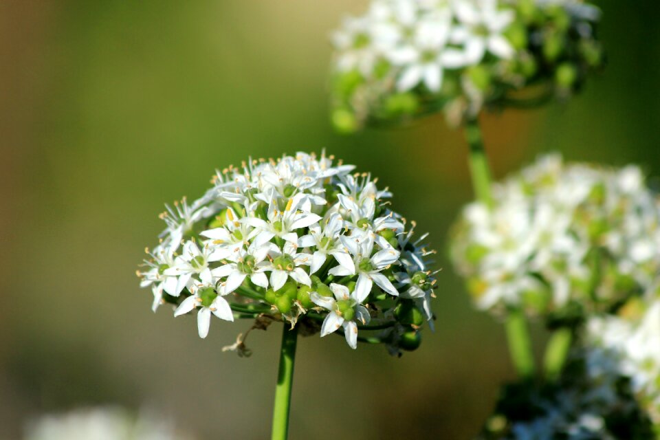 Bloom nature spring
