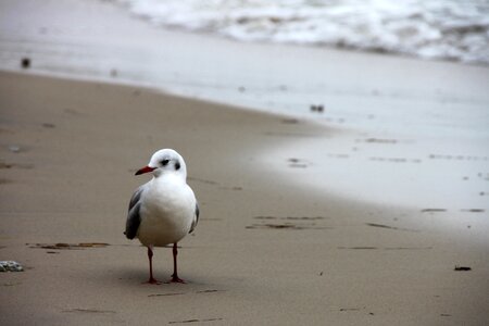 Seevogel sea seagull