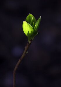 Branch nature new