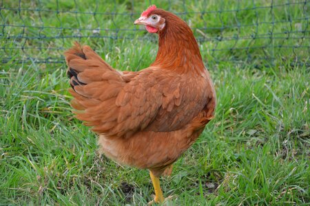 Bird lawn animal photo