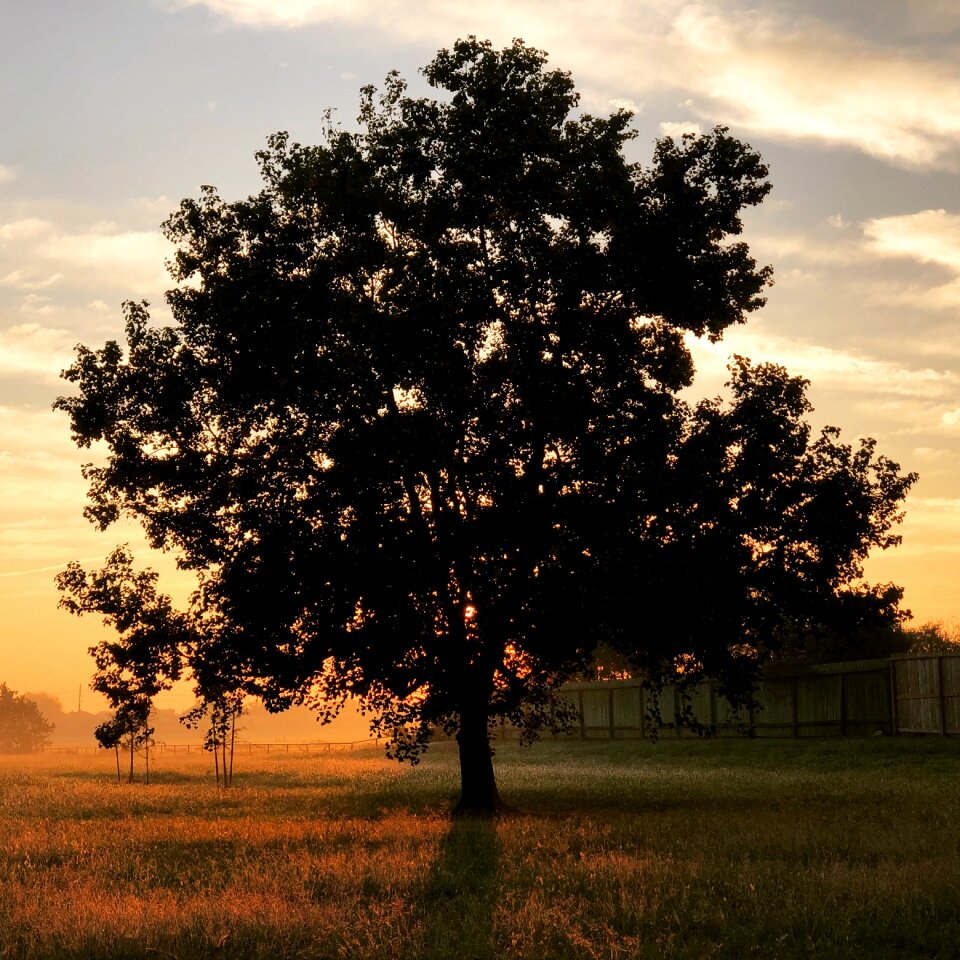 Sun dawn oak