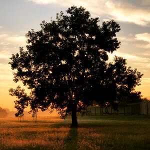 Sun dawn oak photo