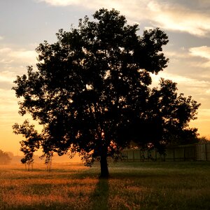 Sun dawn oak