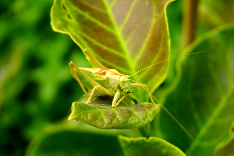 Green animal insect