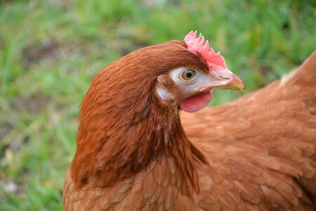 Low court eggs bird photo