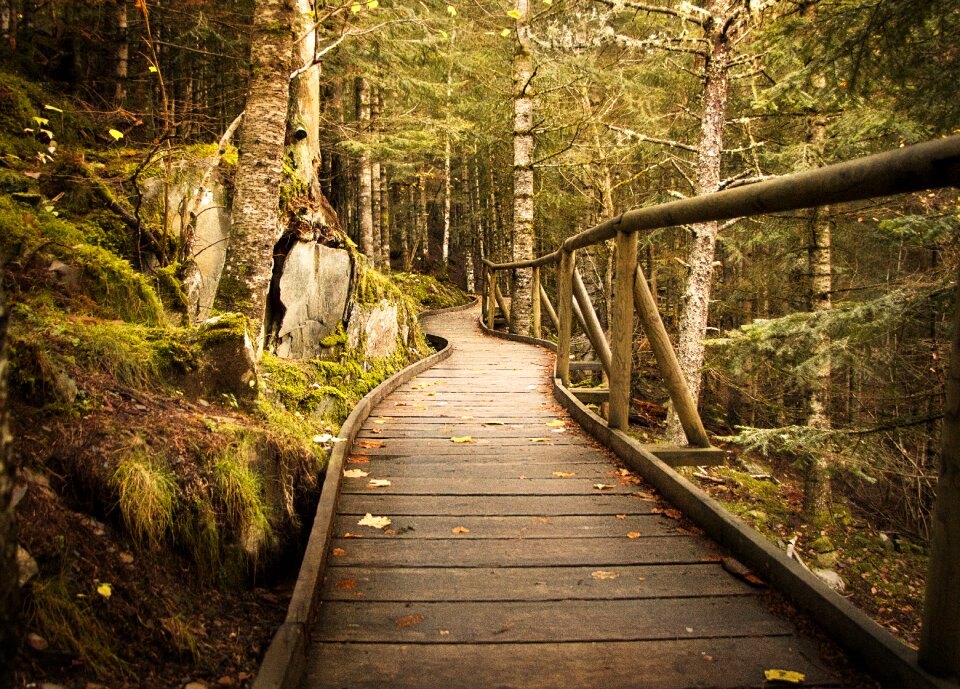 Leaf guidance footpath