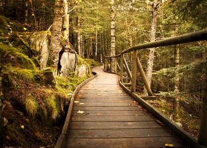 Leaf guidance footpath