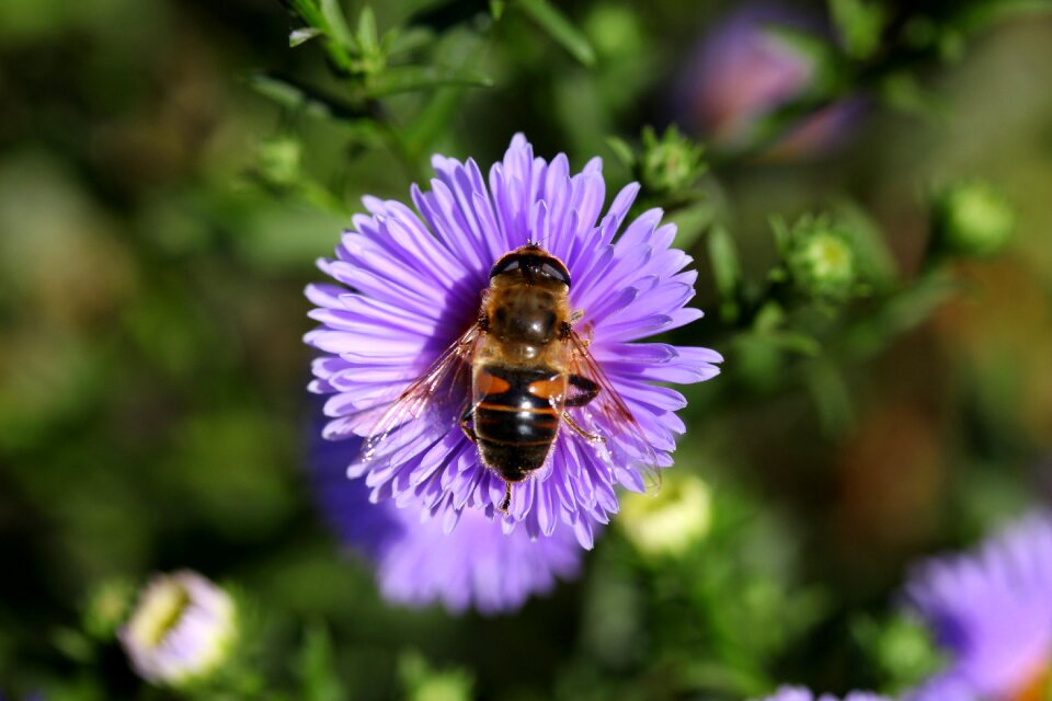 Mov insecta pollination
