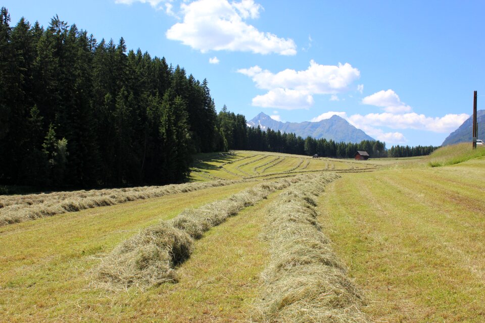 Tree grass field photo