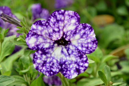 Plant summer flowers violet