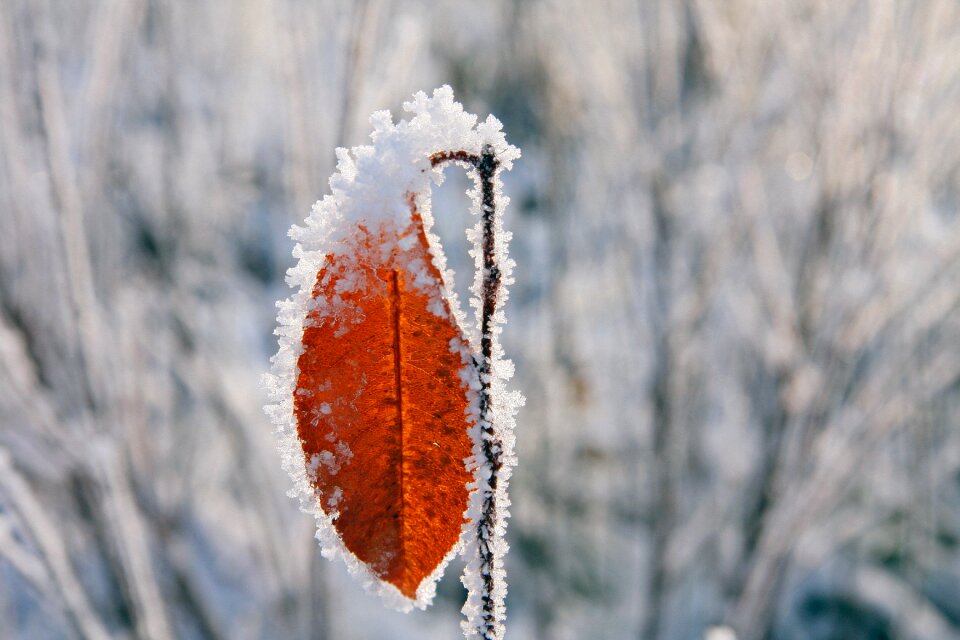 Winter leaves frozen