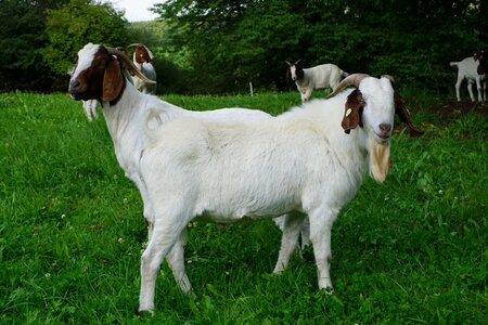 Nature goat family billy goat