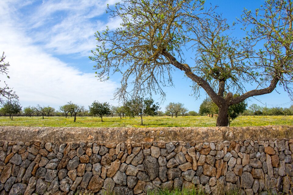 Balearic islands stone wall tree