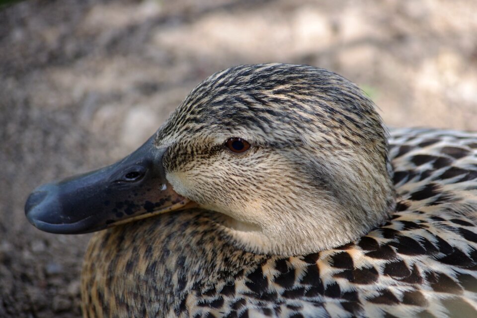 Birds duck plumage