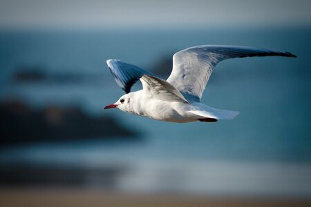 Seagull waters seevogel photo