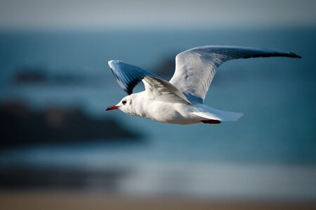 Seagull waters seevogel