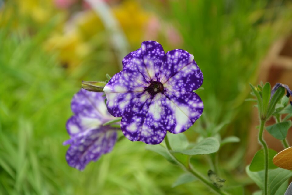 Purple flowers plant green