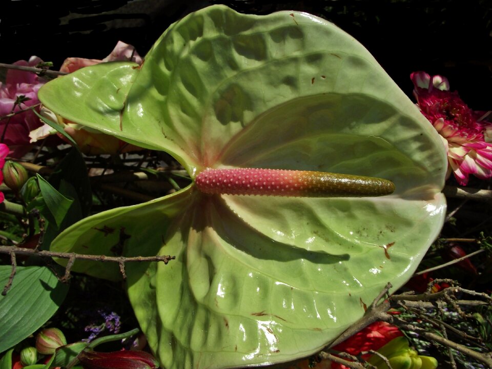 Leaf plant composition
