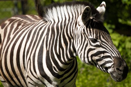 Nature ungulate animal