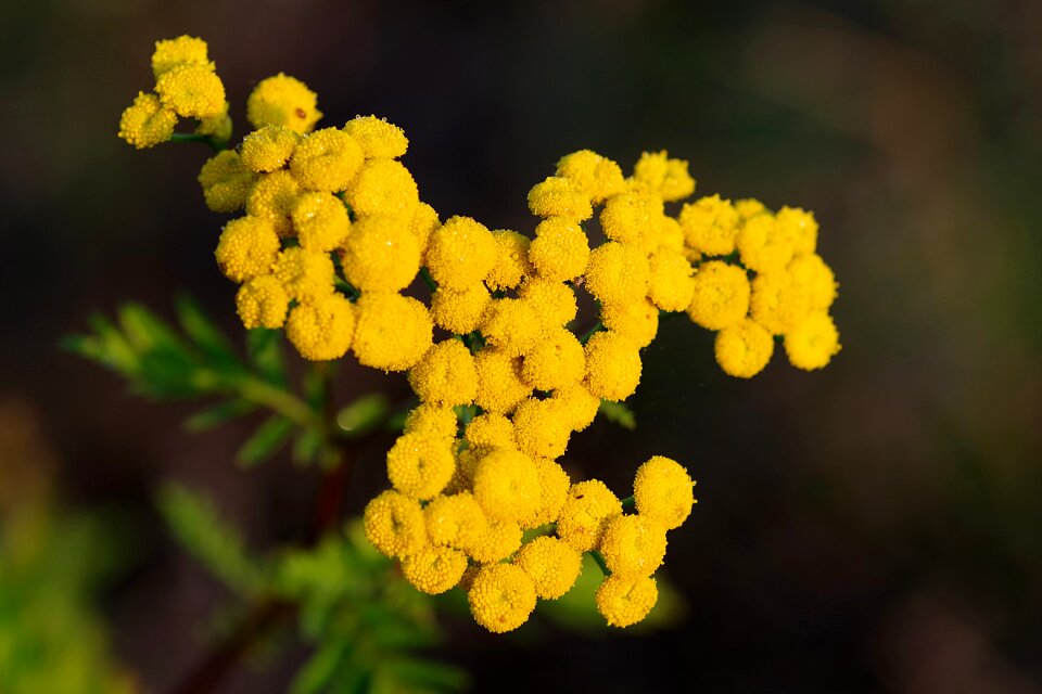 Essential tanacetum vulgare tansy