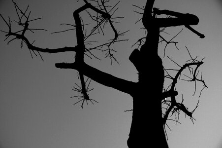 Plants black and white landscape