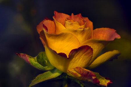 Plant rose bright photo