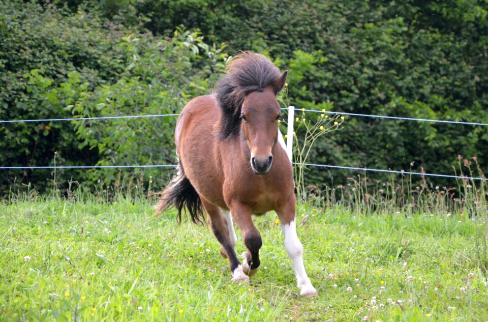Toupet promenade equines