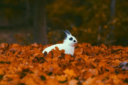 Blur rabbit animal