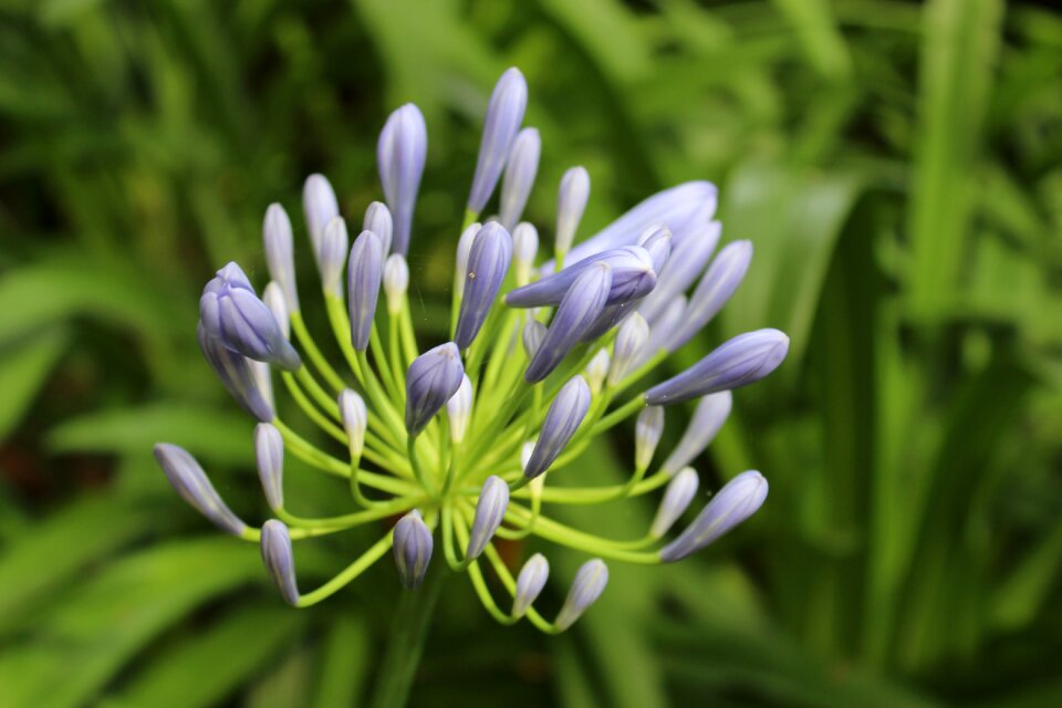 Blooming natural fresh