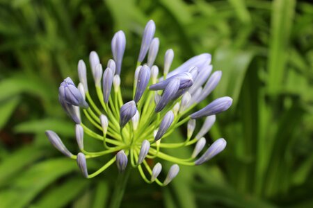 Blooming natural fresh