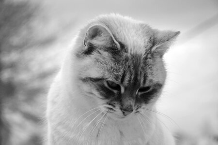 Photo black white pussy nala domestic animal
