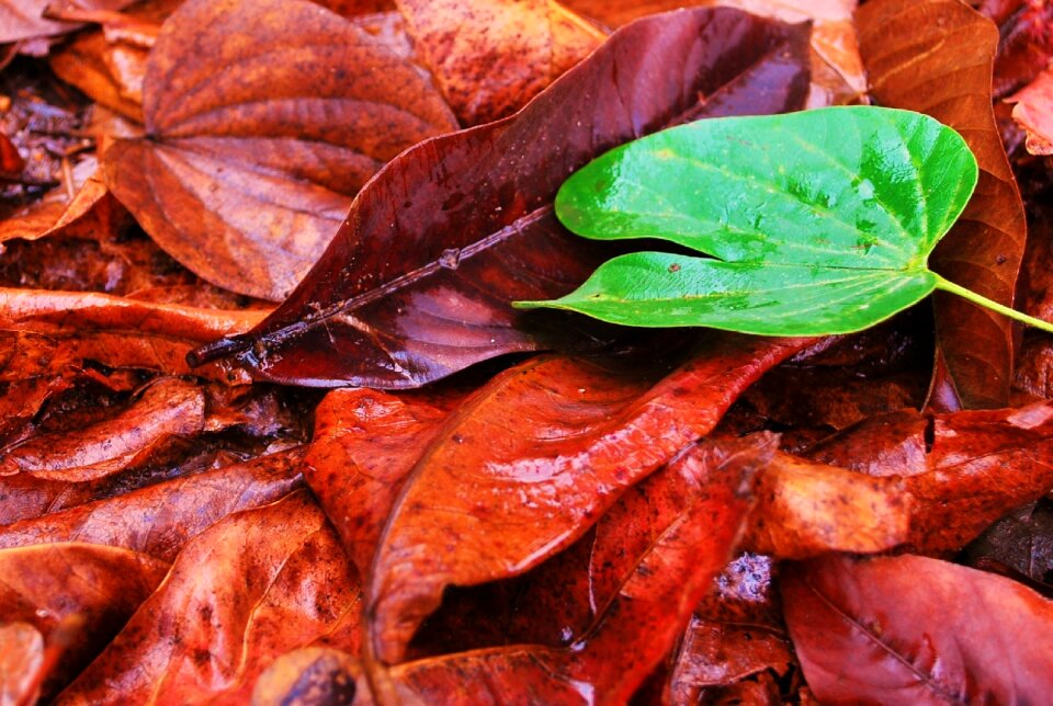 Nature green leaf dry leaf