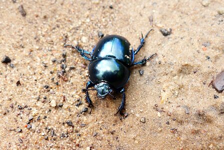 The beetle insect sand