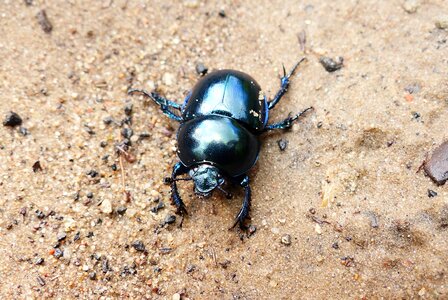 The beetle insect sand photo