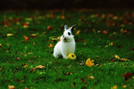 Rabbit animal leaf