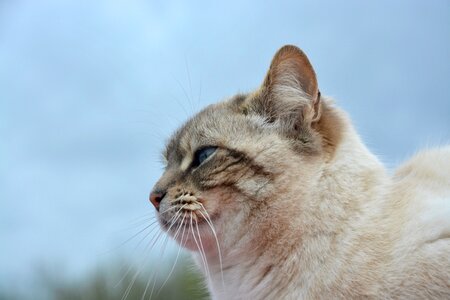Profile of cat moustache animal