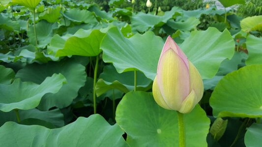 Plants nature landscape