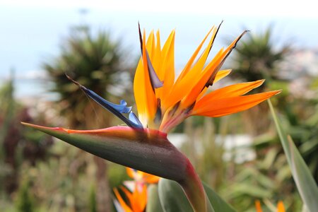 Botanical bright exotic