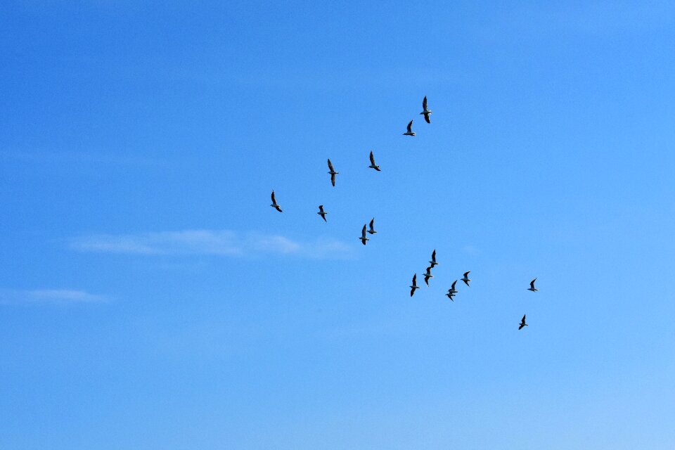 Blue sky sun animals