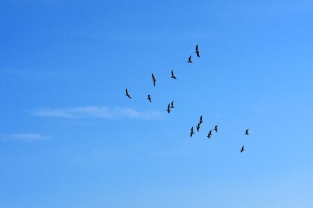 Blue sky sun animals photo