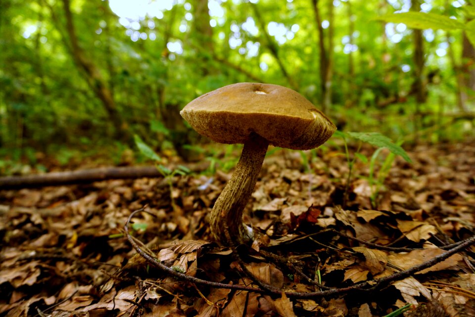 Nature forest season