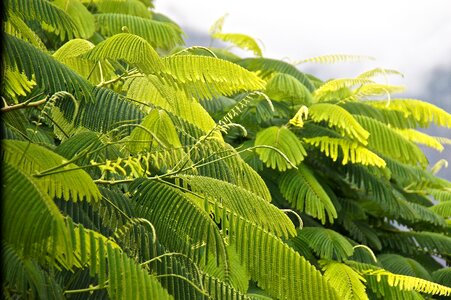 Tree leaf fine ramifications