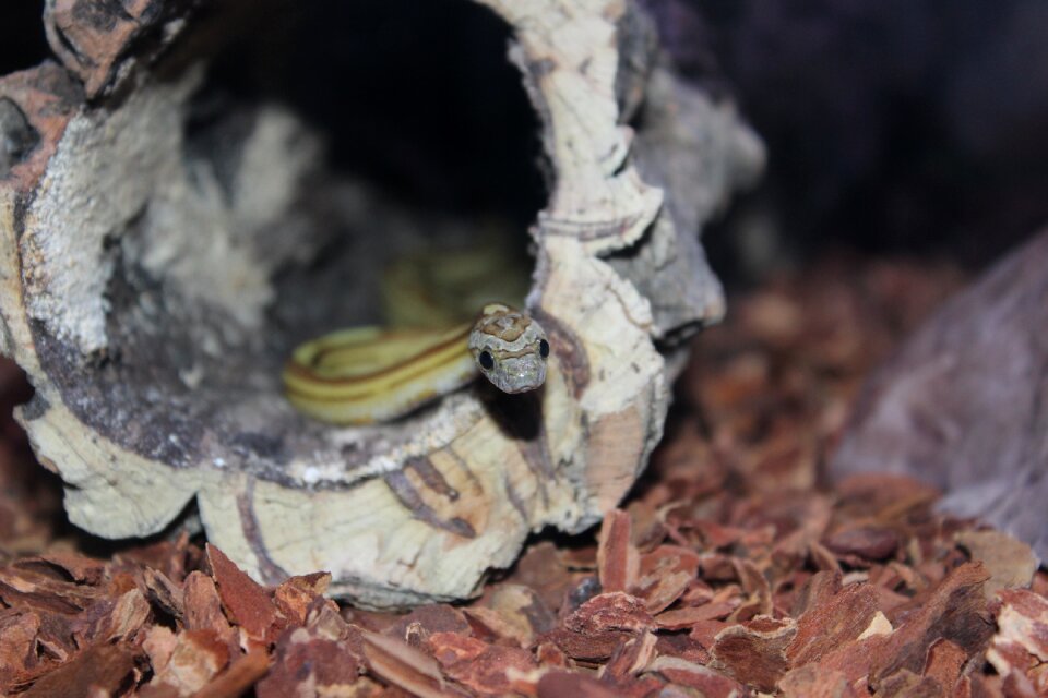 Animal fauna snake