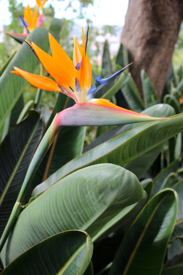 Botanical bright exotic