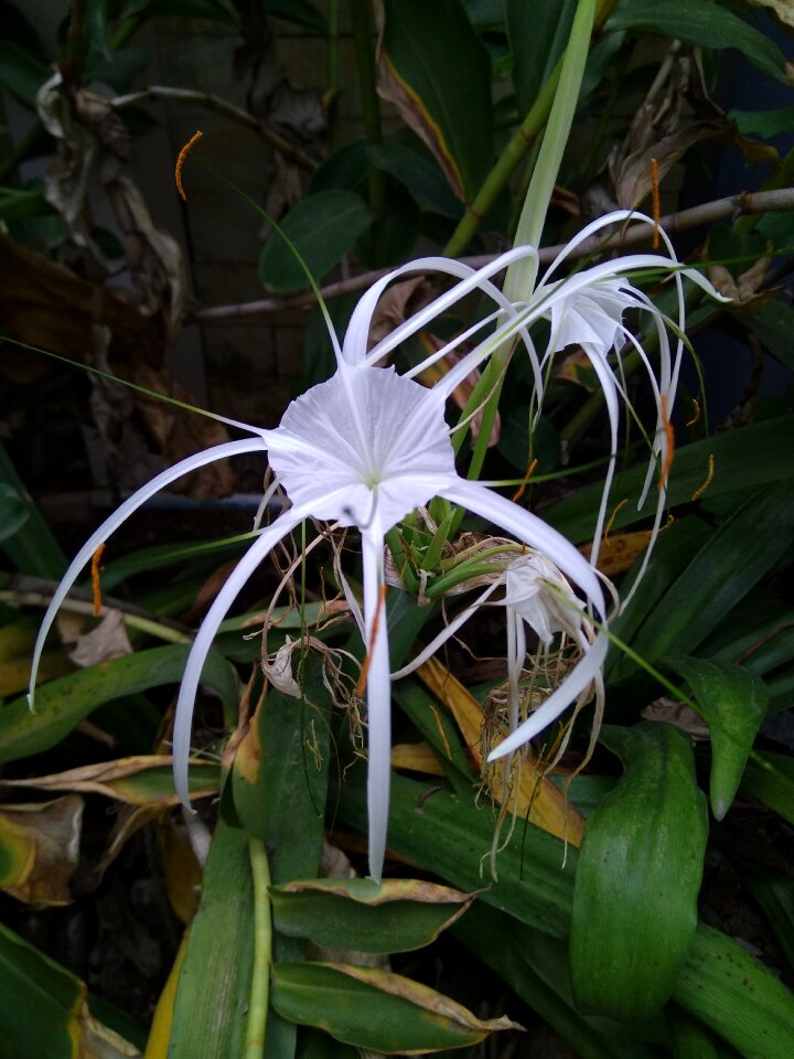 Plant garden outdoor