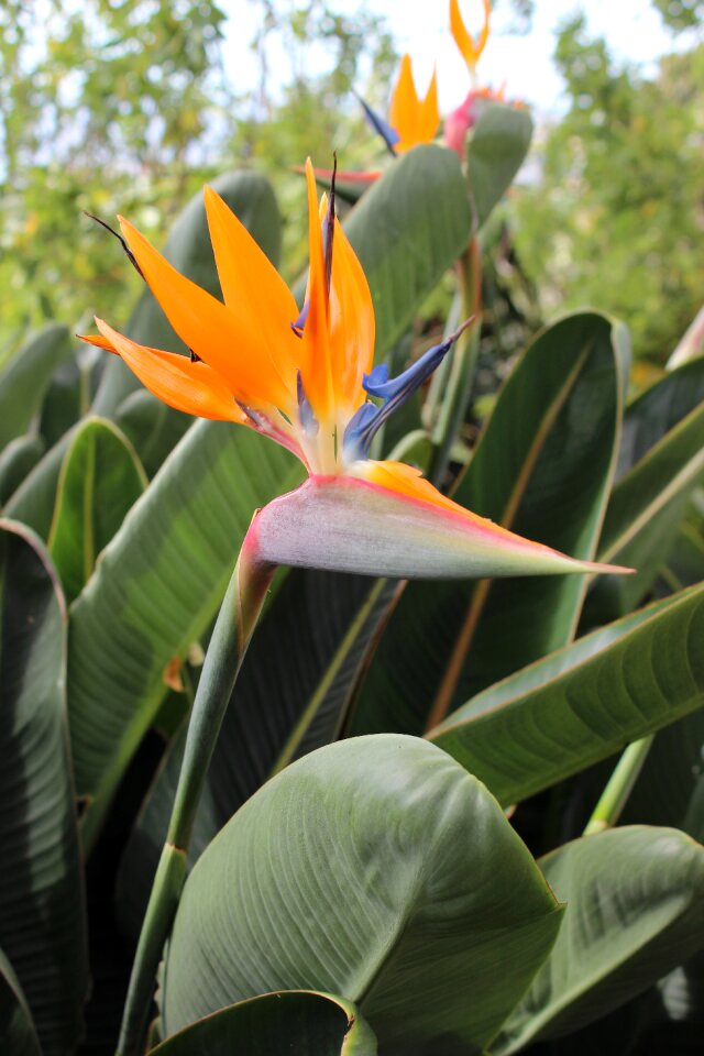 Botanical bright exotic