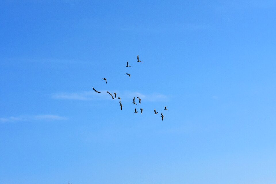 Blue sky sun animals