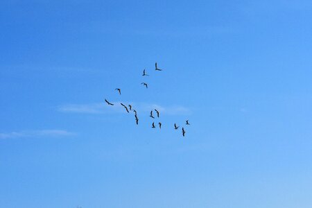 Blue sky sun animals photo